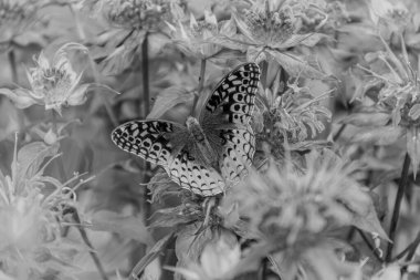 Çiçekteki güzel kelebek