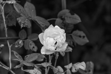 Güzel beyaz gül çiçeğine yaklaş