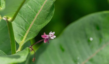 Bahçedeki güzel çiçekler