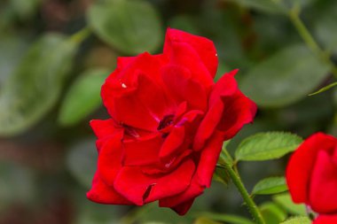 Yakın plan - Bahçede kırmızı gül