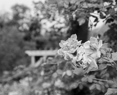 Bahçedeki bir ağacın siyah beyaz fotoğrafı.