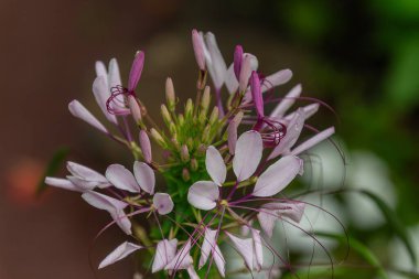 Bahçedeki güzel çiçekler