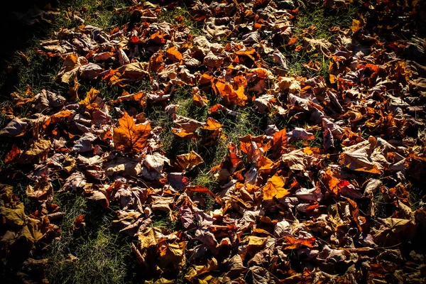 Folhas Outono Que Colocam Chão — Fotografia de Stock