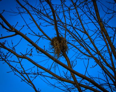 Güz 2022 - Akçaağaç 'ta Küçük Kuşlar Yuvası