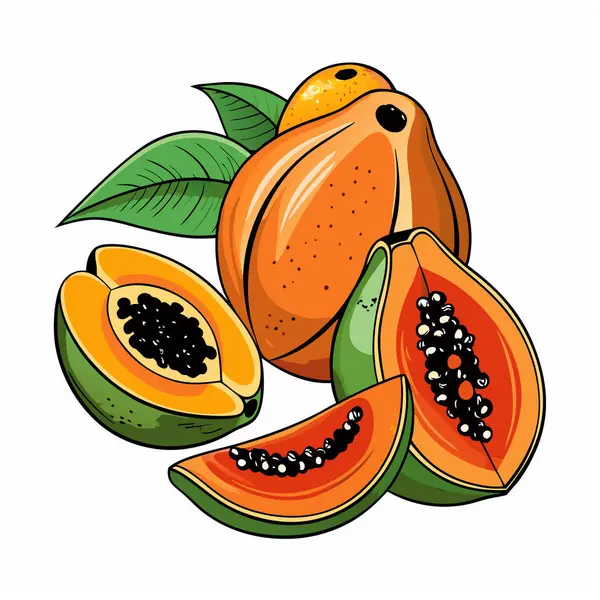 Papaya. Olgun papaya meyvesi ve vektör illüstrasyonunu dilimle.