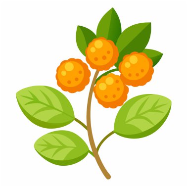 Cloudberry with leaves isolated on a white background. Vector illustration