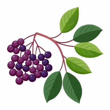 Yaşlı böğürtlen dalı beyaz arka planda izole. Yaşlı ya da Sambucus yapraklı böğürtlen
