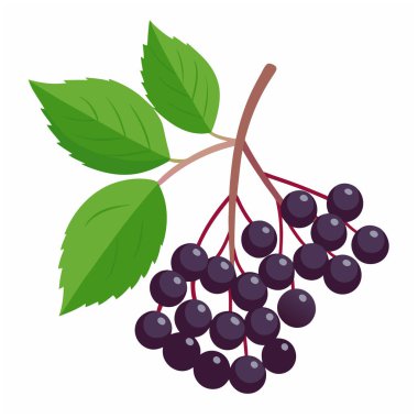 Yaşlı böğürtlen dalı beyaz arka planda izole. Yaşlı ya da Sambucus yapraklı böğürtlen
