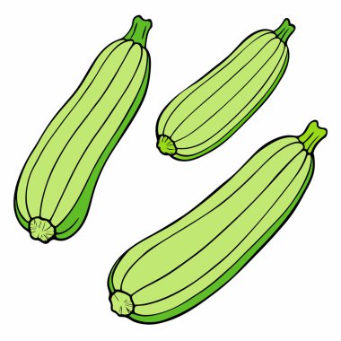 Zucchini on white background. Green vegetable. Flat vector isolated illustration