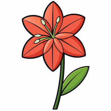 Amaryllis düz vektör botanik çizimi.