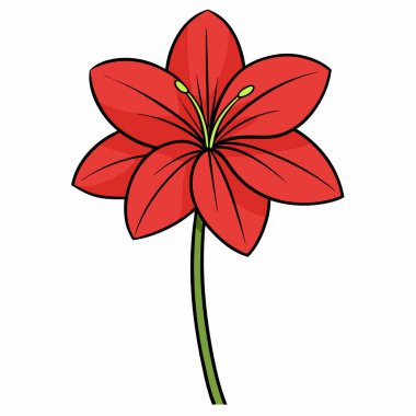 Amaryllis düz vektör botanik çizimi.