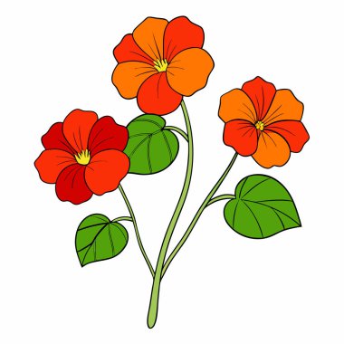 nasturtium, vektör beyaz arkaplanda çiçekler çiziyor,