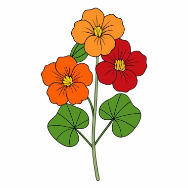 nasturtium, vektör beyaz arkaplanda çiçekler çiziyor,