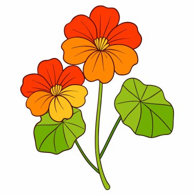 nasturtium, vektör beyaz arkaplanda çiçekler çiziyor,