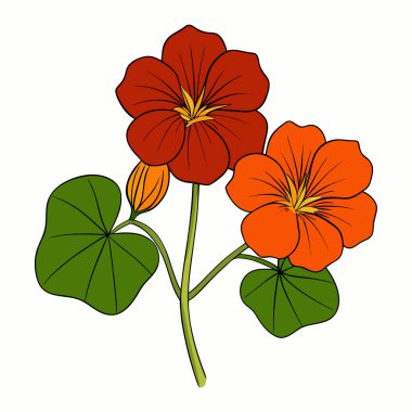 nasturtium, vektör beyaz arkaplanda çiçekler çiziyor,