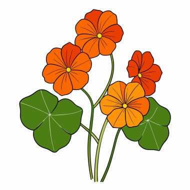 nasturtium, vektör beyaz arkaplanda çiçekler çiziyor,