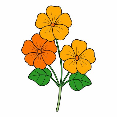 nasturtium, vektör beyaz arkaplanda çiçekler çiziyor,