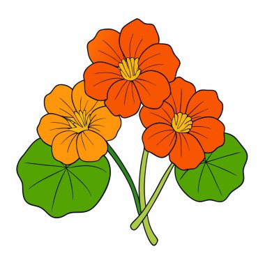 nasturtium, vektör beyaz arkaplanda çiçekler çiziyor,