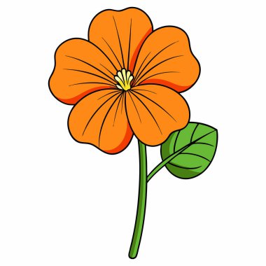 nasturtium, vektör beyaz arkaplanda çiçekler çiziyor,