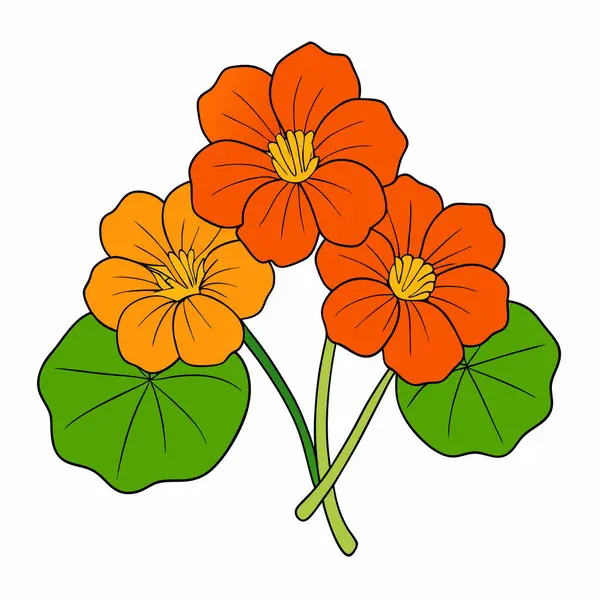 nasturtium, vektör beyaz arkaplanda çiçekler çiziyor,