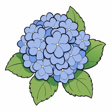 Hydrangea çiçek grafik rengi izole çizim çizim vektörü
