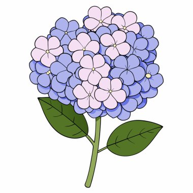 Hydrangea çiçek grafik rengi izole çizim çizim vektörü