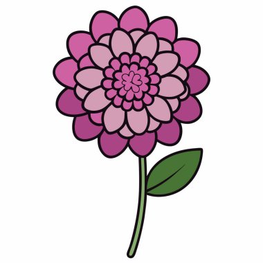 Scabiosa çiçeği, vektör bahçe bitkisi beyaz arkaplanda