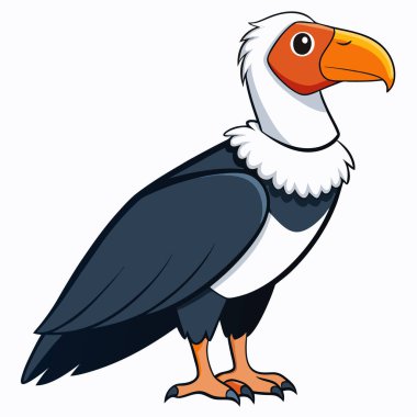 Andean Condor Birds Vector Illustration