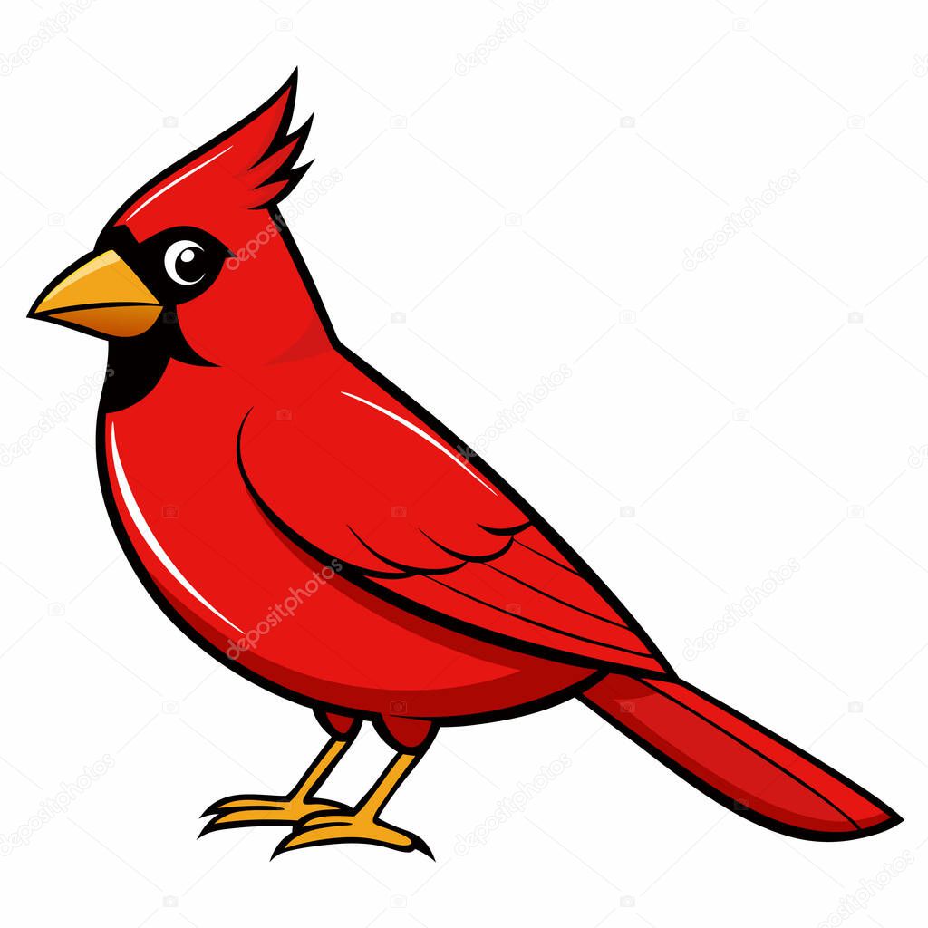 Cardinal bird. Red feathers wild animal isolated on white background