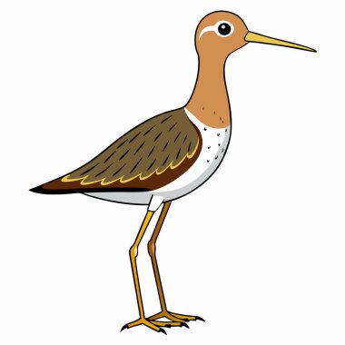 Illustration of Sandpiper bird isolated on white clipart