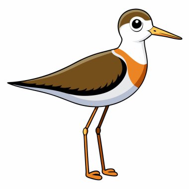 Illustration of Sandpiper bird isolated on white clipart