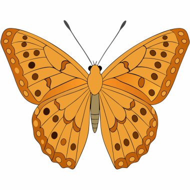 Comma Butterfly butterfly vector illustrations on a white background. clipart