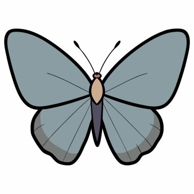 Beyaz arkaplanda gri Hairstreak kelebek vektör çizimleri.