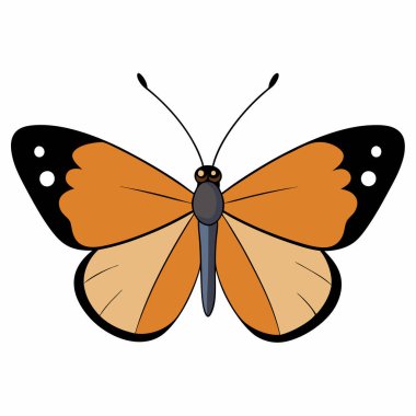 Beyaz arkaplanda turuncu uçlu kelebek vektör çizimleri.