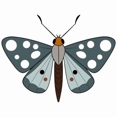 Silver-spotted Skipper butterfly vector illustrations on a white background. clipart