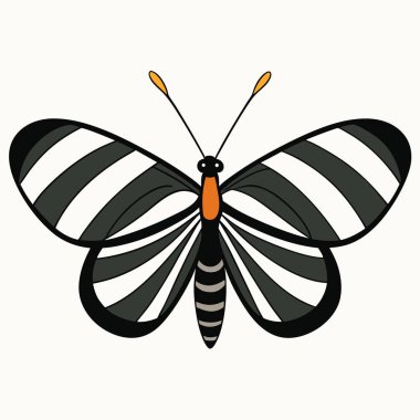 Zebra Longwing butterfly vector illustrations on a white background. clipart