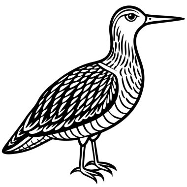 American Woodcock illüstrasyon düz vektör tasarımı