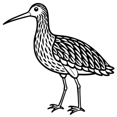 American Woodcock illüstrasyon düz vektör tasarımı