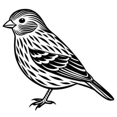 Pine Siskin vektör çizimi beyaz arkaplan