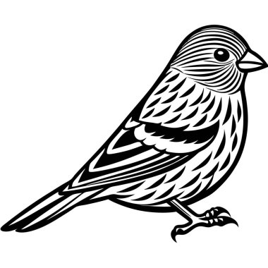 Pine Siskin vektör çizimi beyaz arkaplan