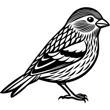 Pine Siskin vektör çizimi beyaz arkaplan