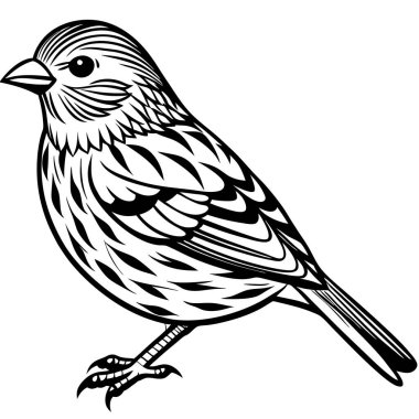 Pine Siskin vektör çizimi beyaz arkaplan