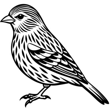 Pine Siskin vektör çizimi beyaz arkaplan