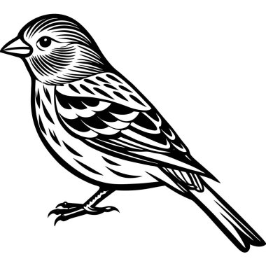 Pine Siskin vektör çizimi beyaz arkaplan