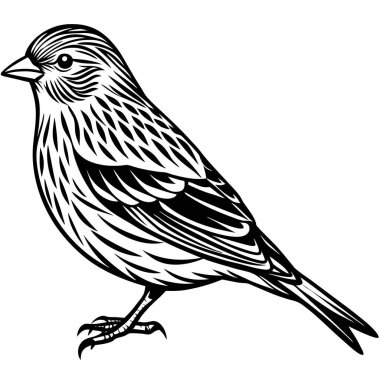 Pine Siskin vektör çizimi beyaz arkaplan
