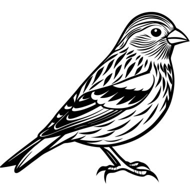 Pine Siskin vektör çizimi beyaz arkaplan