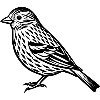 Pine Siskin vektör çizimi beyaz arkaplan