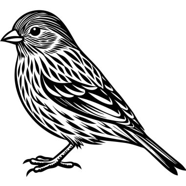 Pine Siskin vektör çizimi beyaz arkaplan