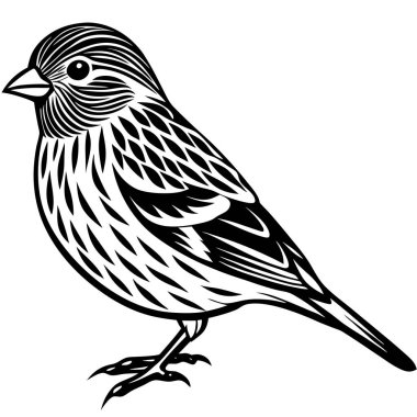 Pine Siskin vektör çizimi beyaz arkaplan