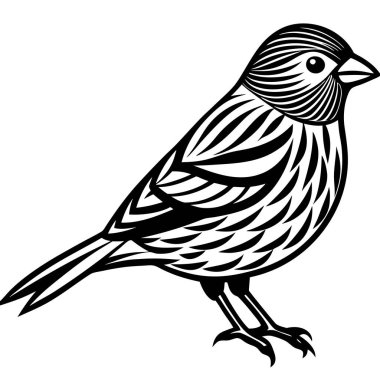 Pine Siskin vektör çizimi beyaz arkaplan